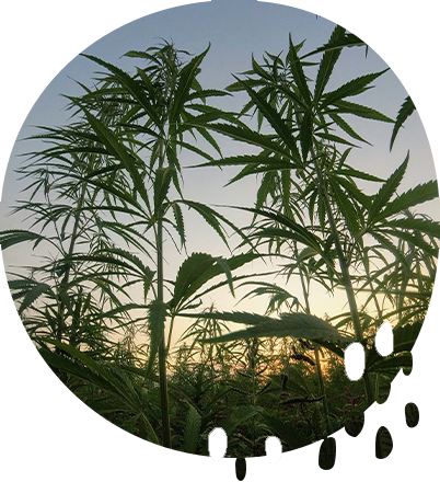 Open a Cannabis Grow