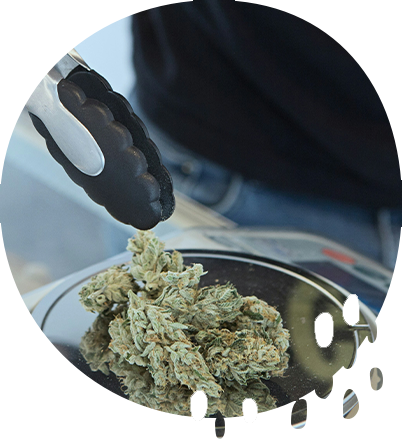Open a Dispensary
